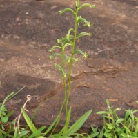 Habenaria viridiflora (Rottler ex Sw.) R.Br. ex Spreng.